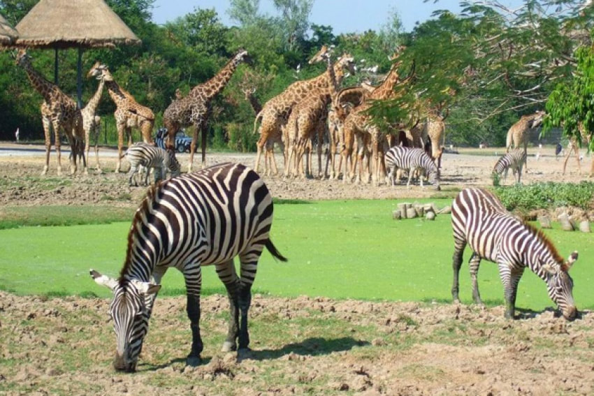 Safari World Bangkok Ticket