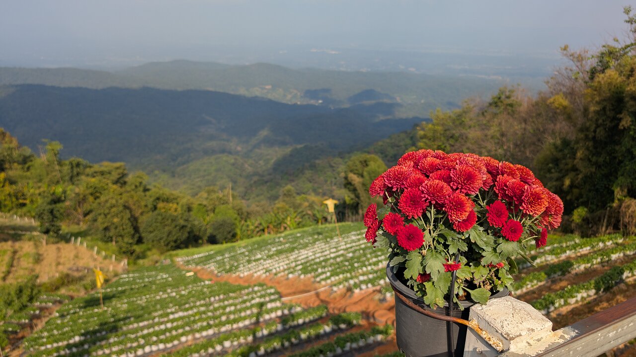 Join Tour Monjam + Elefin Farm + Cypress Lanes + Wat Pha Lat + Doi sutep (Meeting Point at Night Bazaar Meet the guide in front of McDonald’s Exchange)