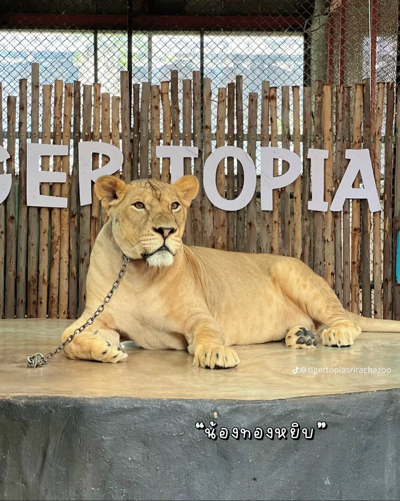 Tiger Topia Zoo Sri Racha
