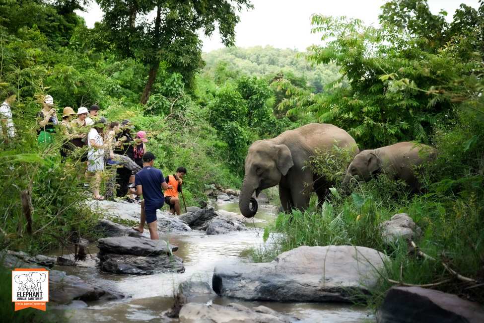 Elephant Jungle Sanctuary - Chiang Mai