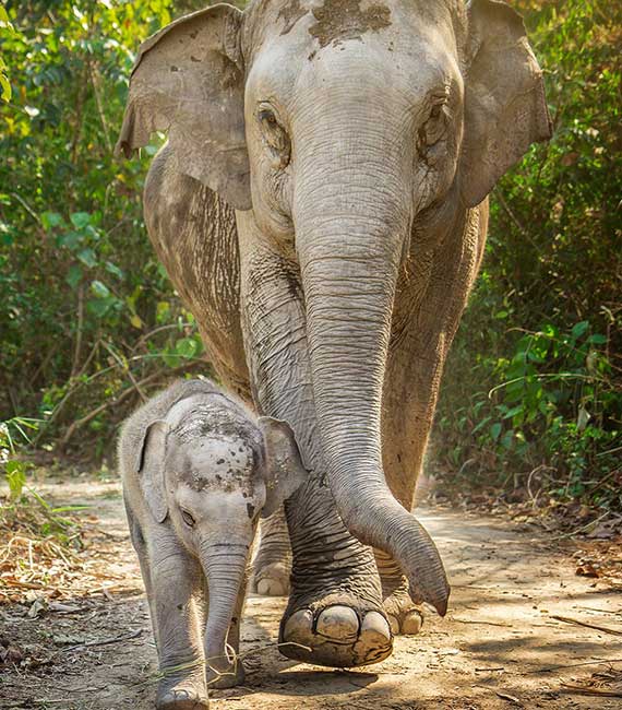 Elephant Jungle Sanctuary - Phuket