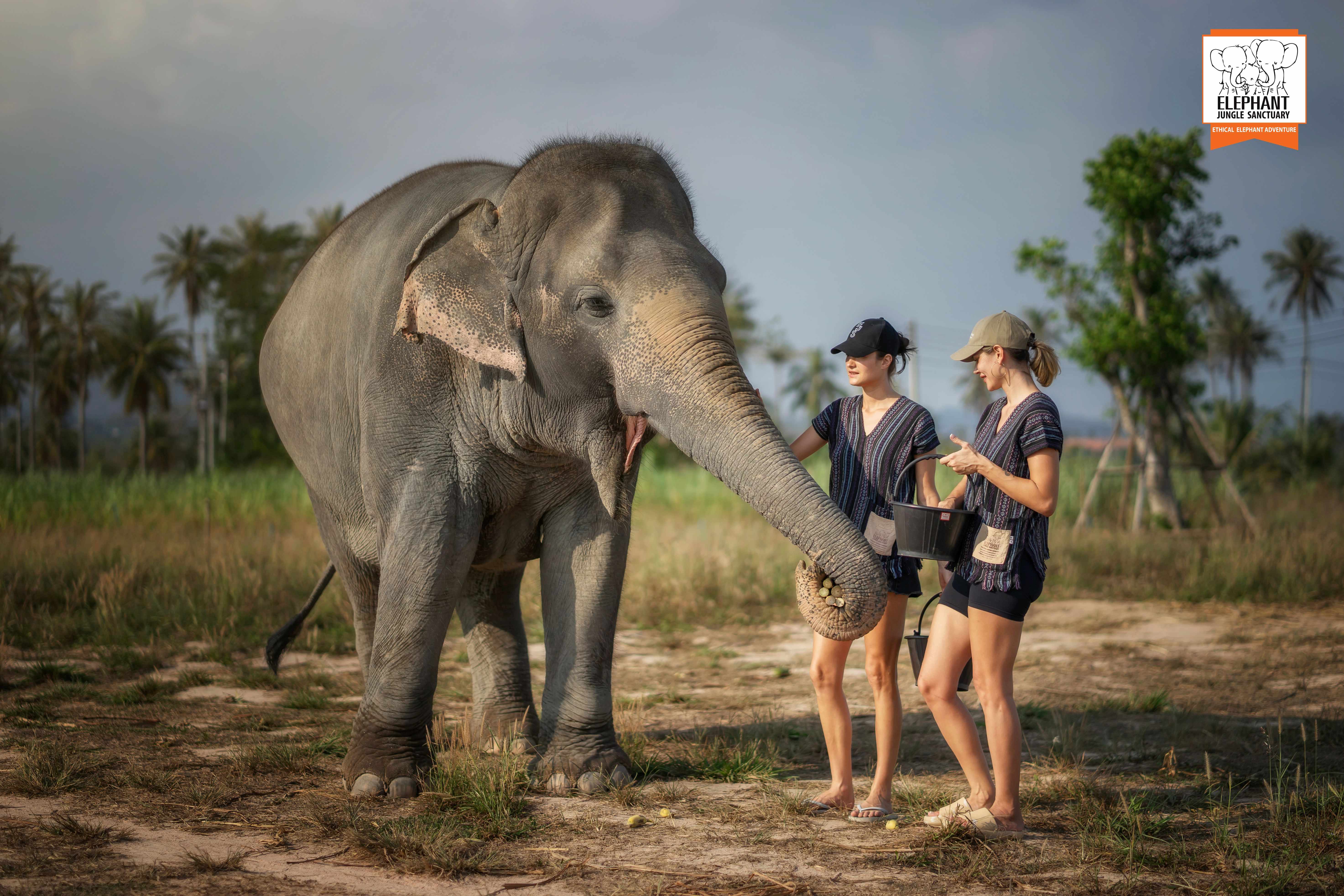 Elephant Jungle Sanctuary - Pattaya