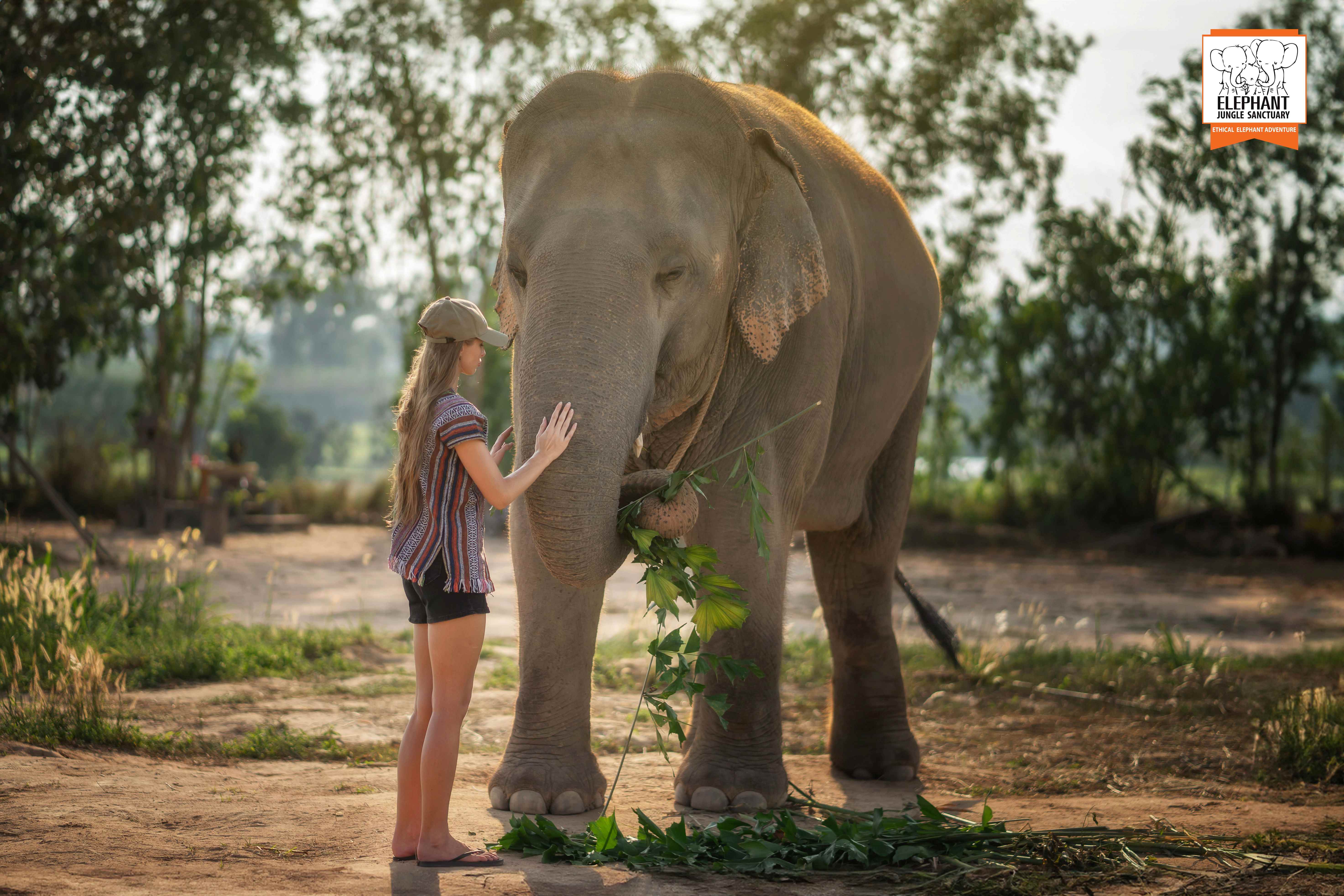 Elephant Jungle Sanctuary - Pattaya