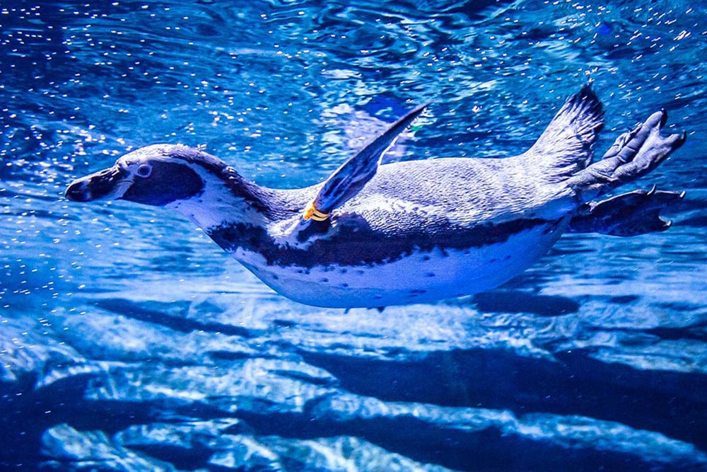 Aquaria Phuket - Non Thai Resident