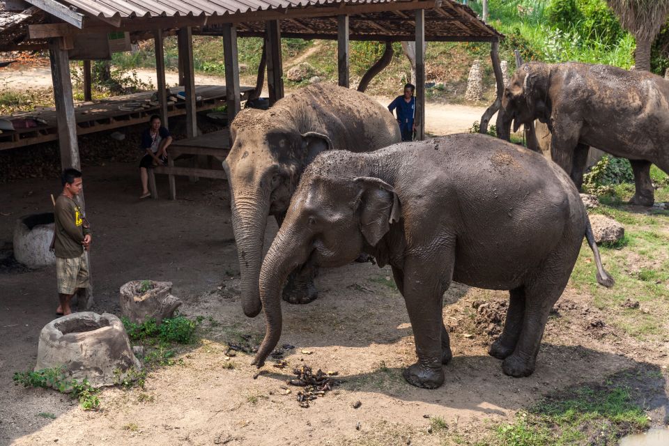 From Bangkok : Elephant Friendly at Elephant World