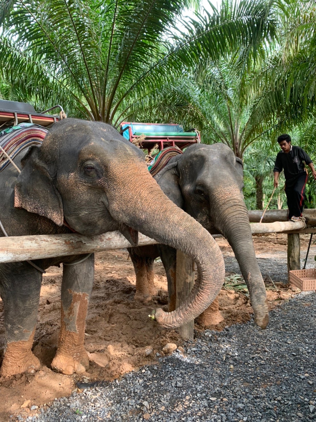 Join Tour White Water Rafting, Jungle Walk, ATV Adventure and Elephant Trekking from Phuket
