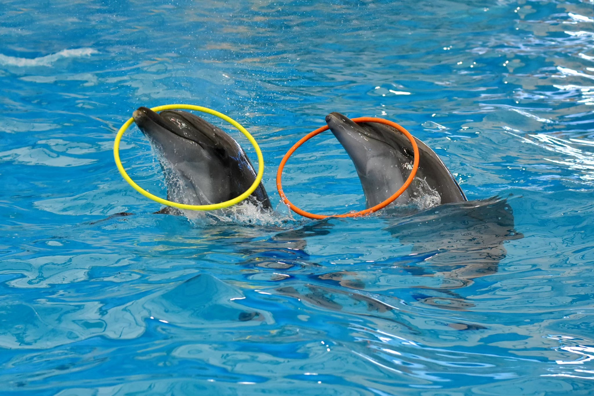 Pattaya Dolphinarium