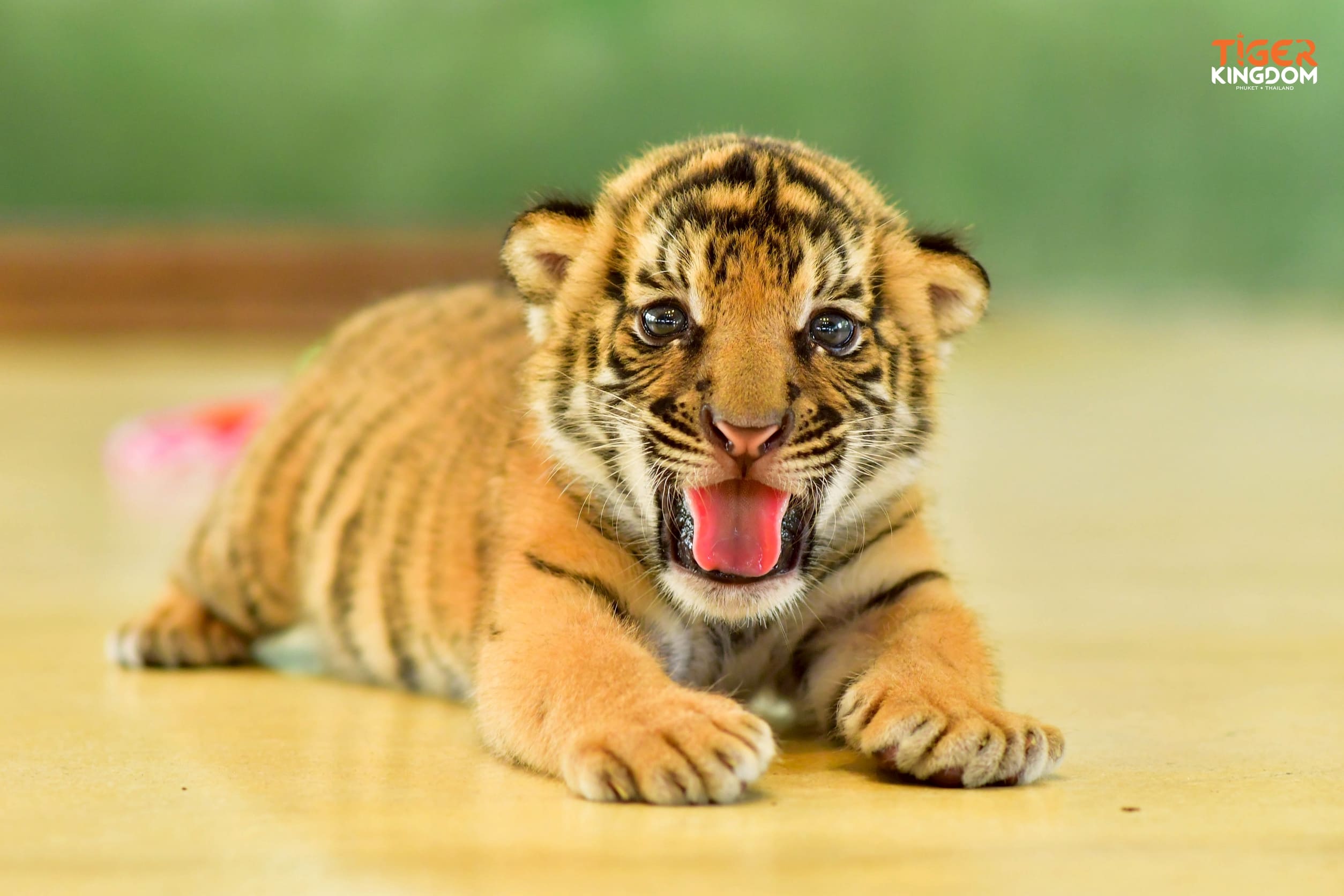 Tiger Kingdom Phuket with Private Transportation in Phuket