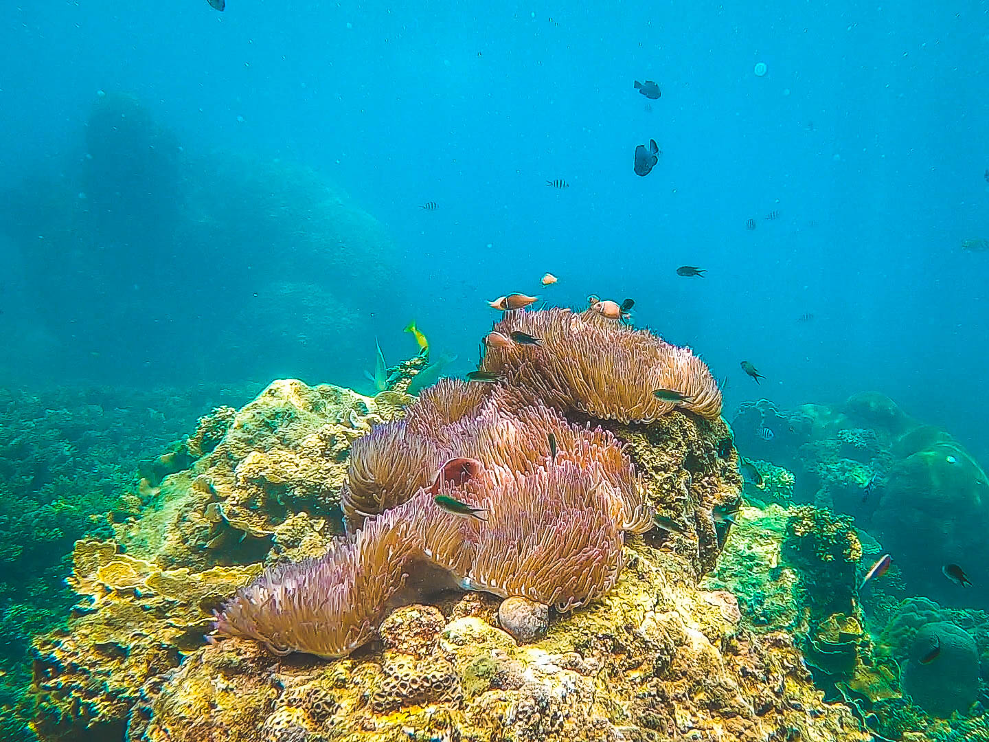 Join Tour Koh Tao & Koh Nangyuan Snorkeling by Speedboat from Samui