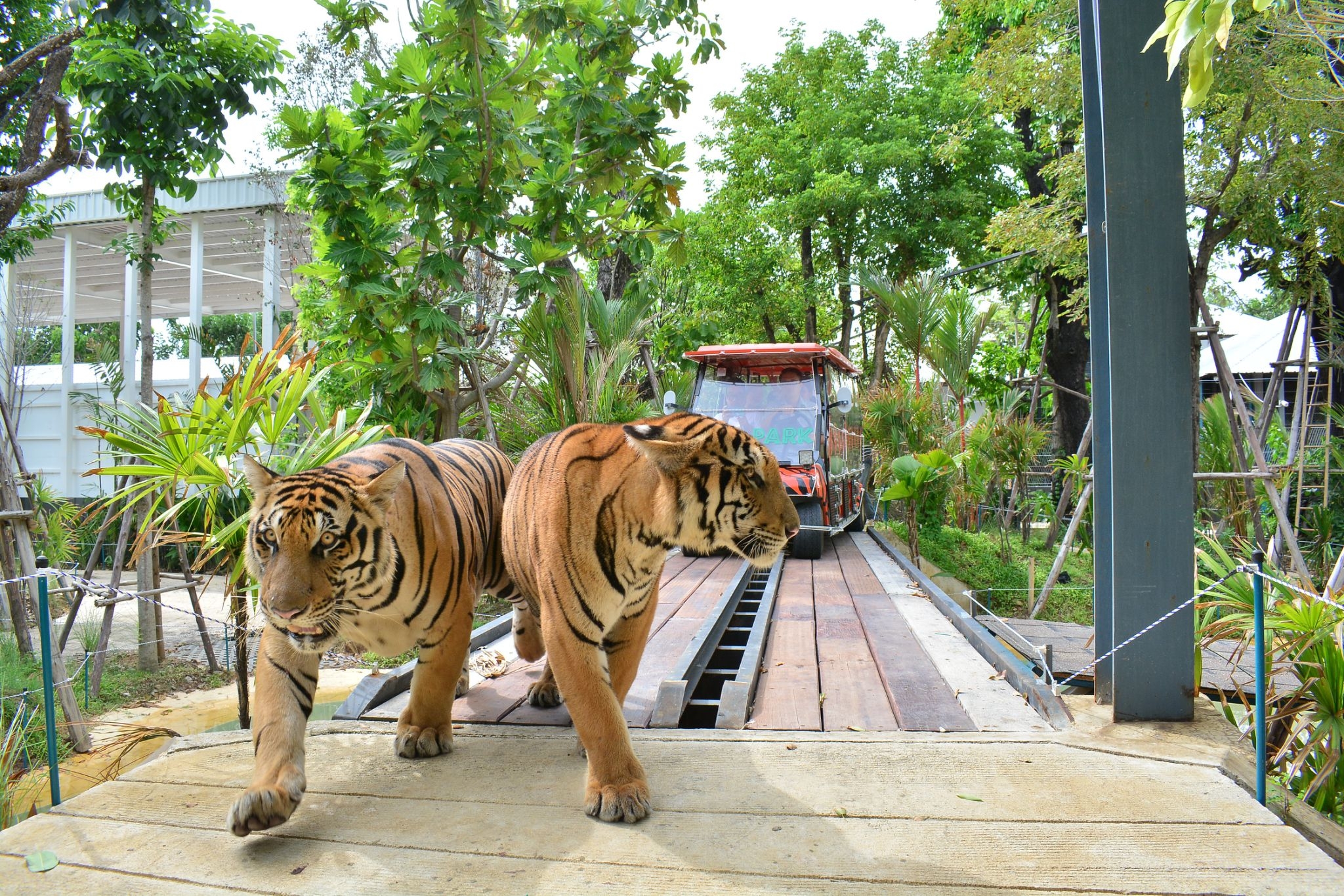 Tiger Park Big Buddha Phuket