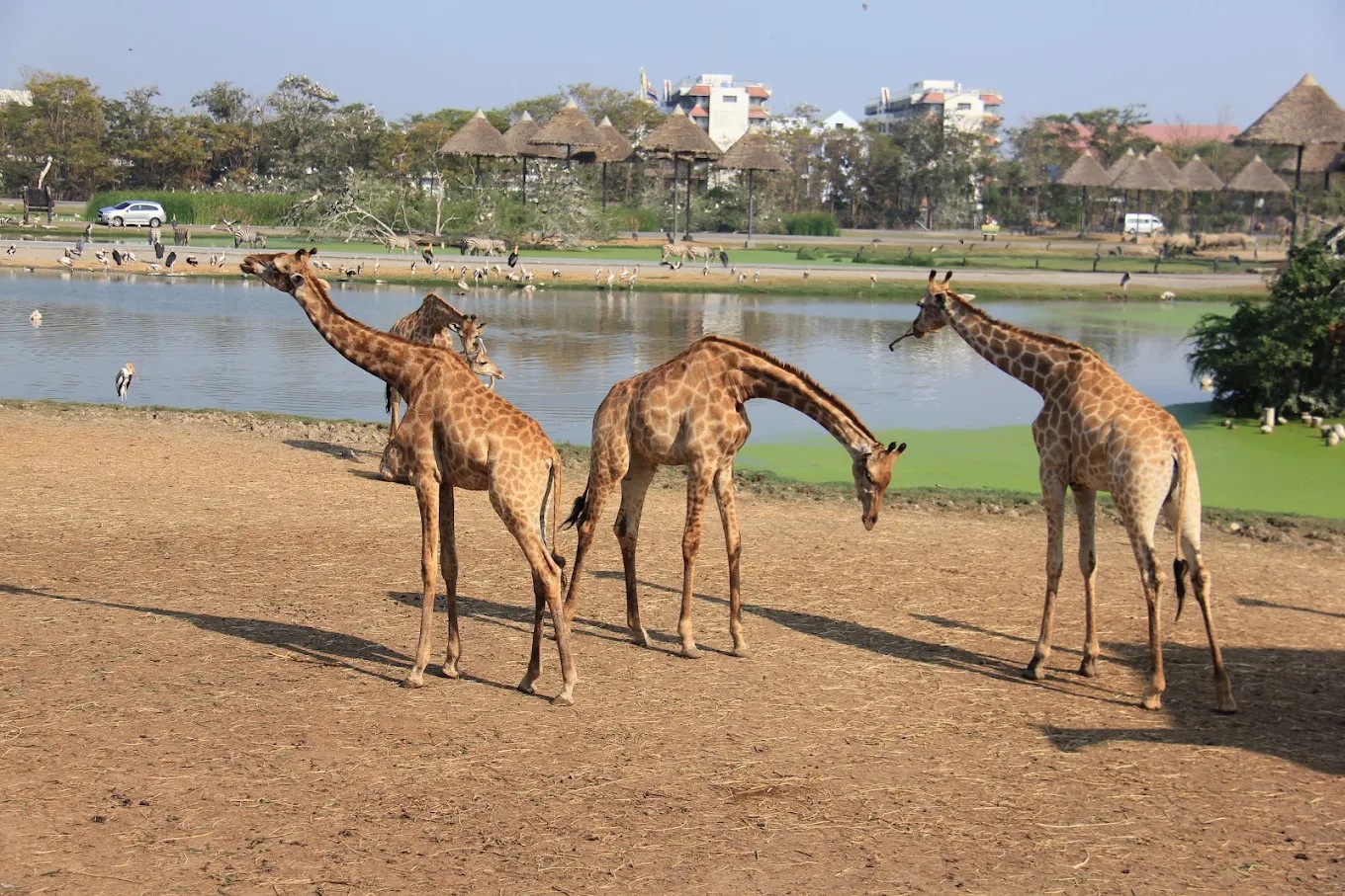Safari World Bangkok Include Share Transfers Service Tour Meet-up location MBK Center, Asoke (Get Special Privileges at MBK Center)
