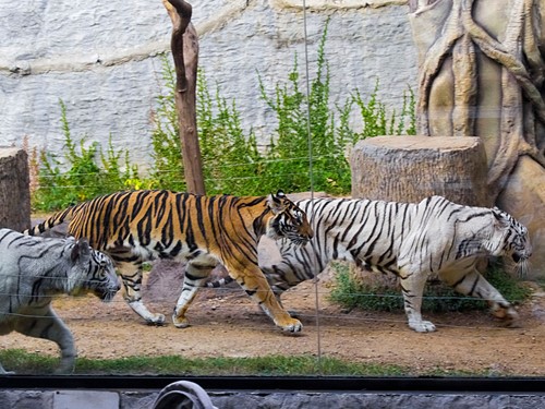 Chiang Mai Night Safari with Share Transfer