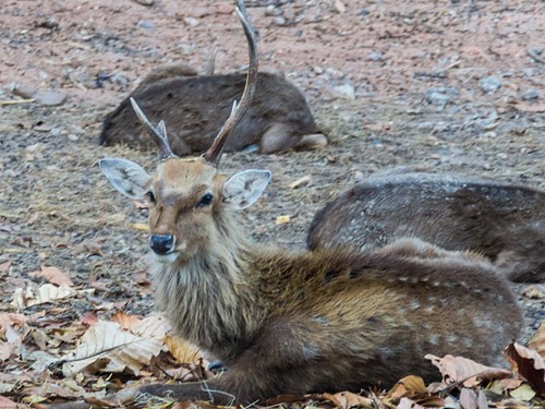 Chiang Mai Night Safari with Share Transfer