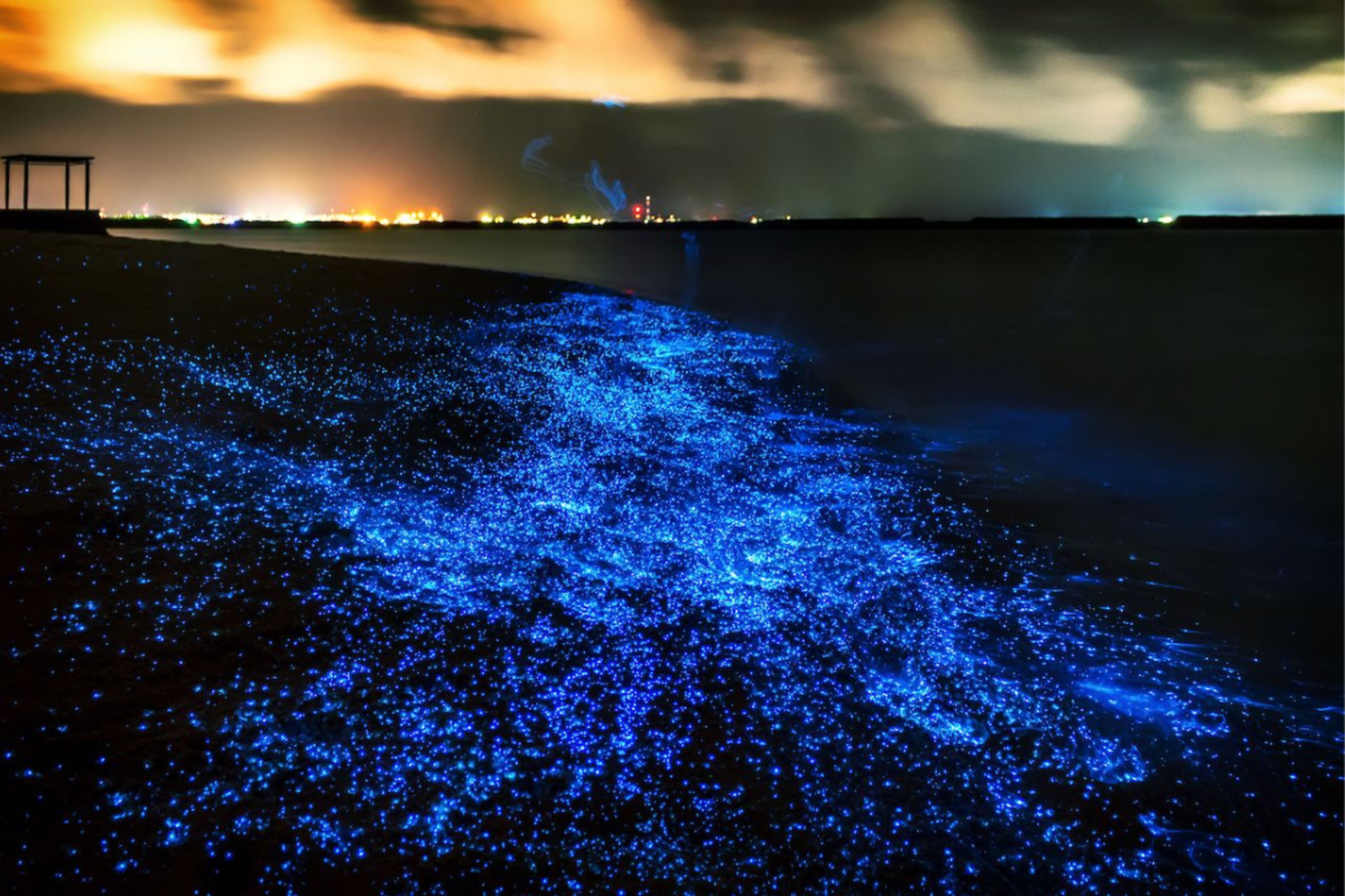 Bioluminescence & Sea Canoes in Phang Nga Bay by Speedboat incl. Transfer (included roundtrip transfer in Phuket Island)