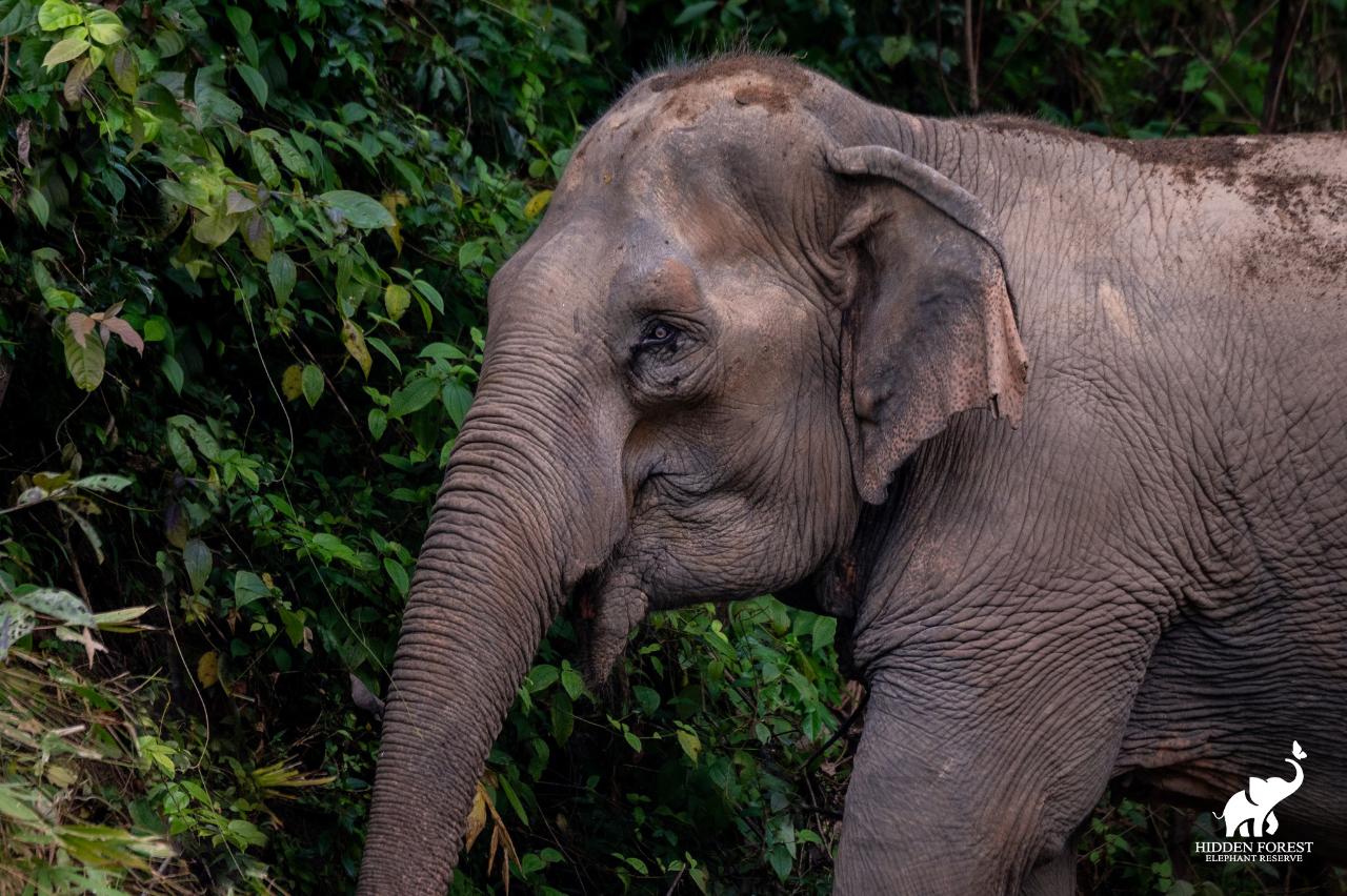 Hidden Forest Elephant Reserve with Lunch & Transfer - Morning Session (included roundtrip transfer in Phuket Island)