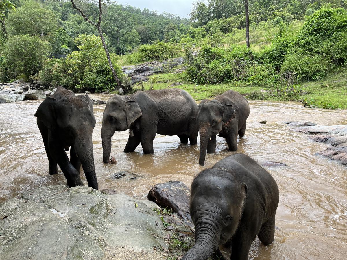 Pon Elephant Thailand