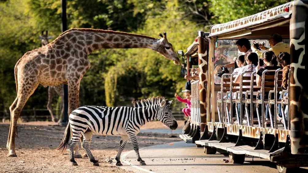 Chiang Mai Night Safari