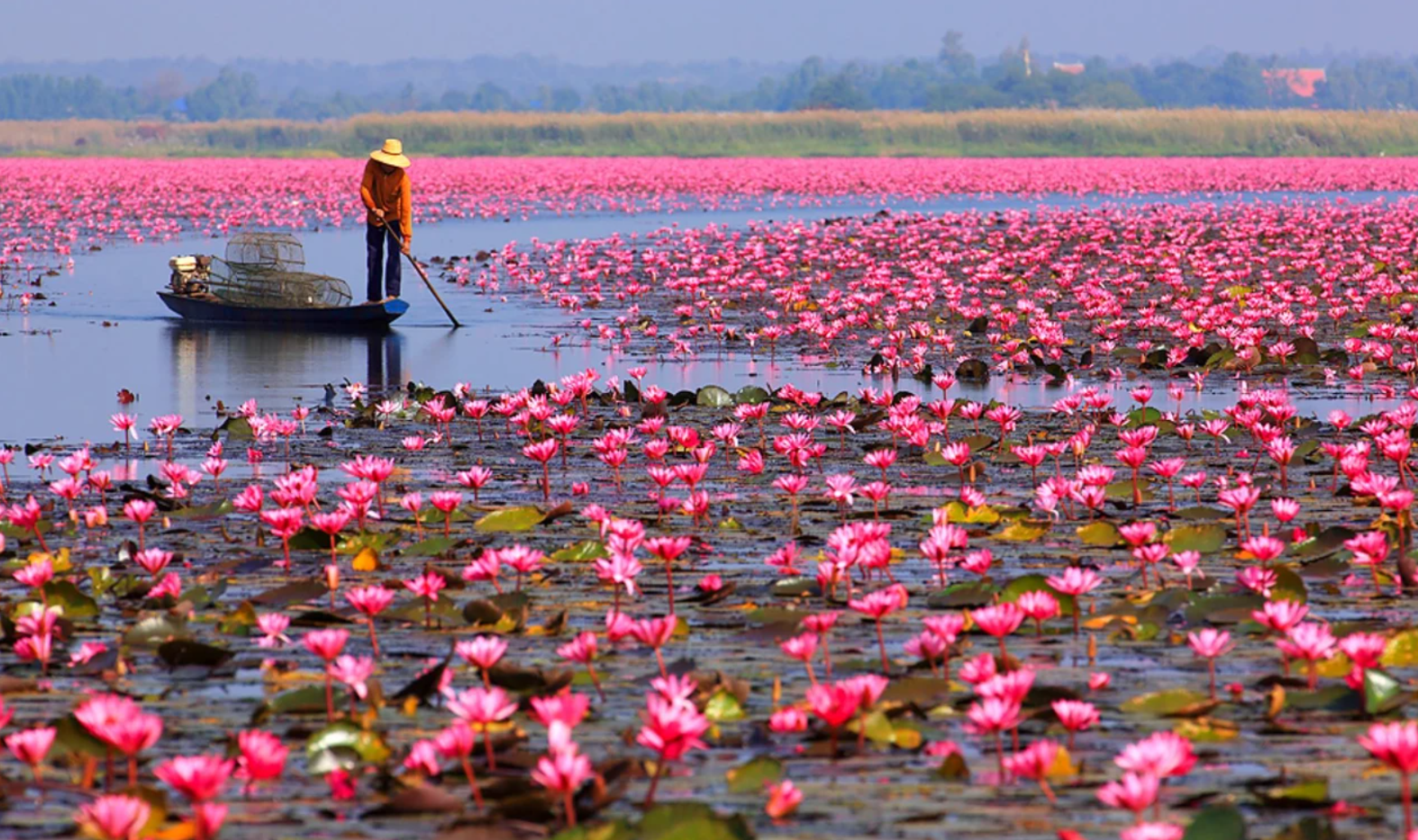 Udon Thani Red Lotus Lake Morning Boat Experience