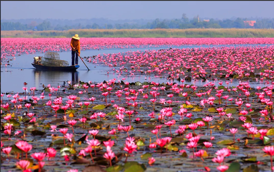 Udon Thani Red Lotus Lake Morning Boat Experience