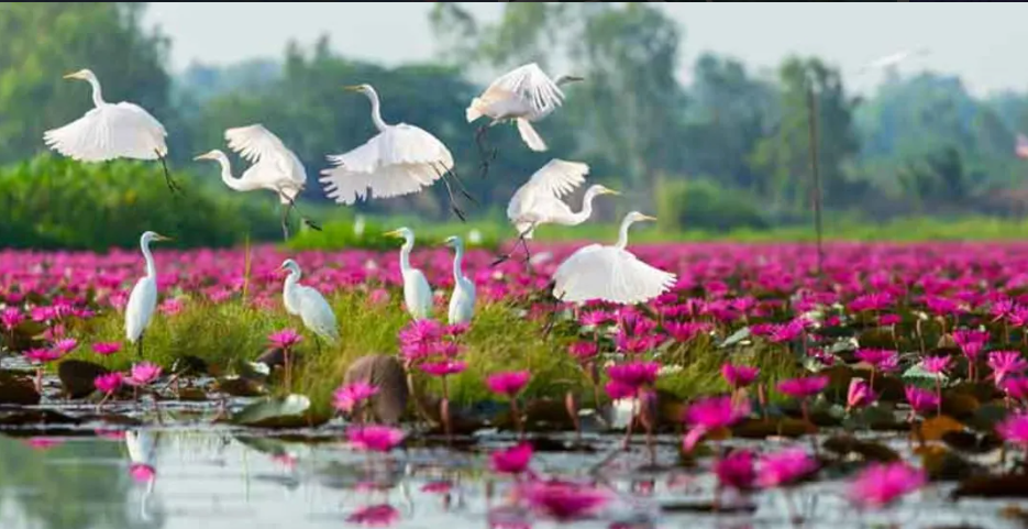 Udon Thani Red Lotus Lake Morning Boat Experience