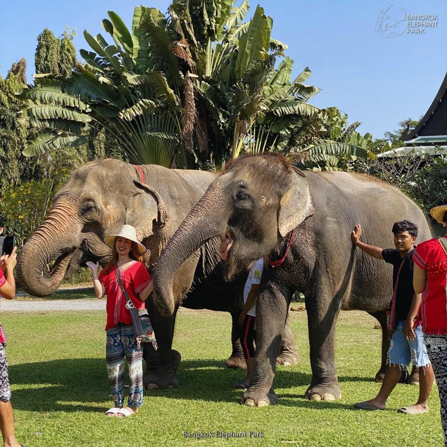 Bangkok Elephant Care Program at Elephant Park Bangkok